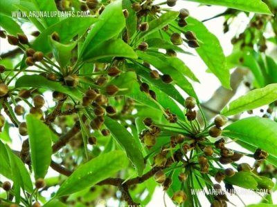 Distribution of Mee Trees for Primary Students